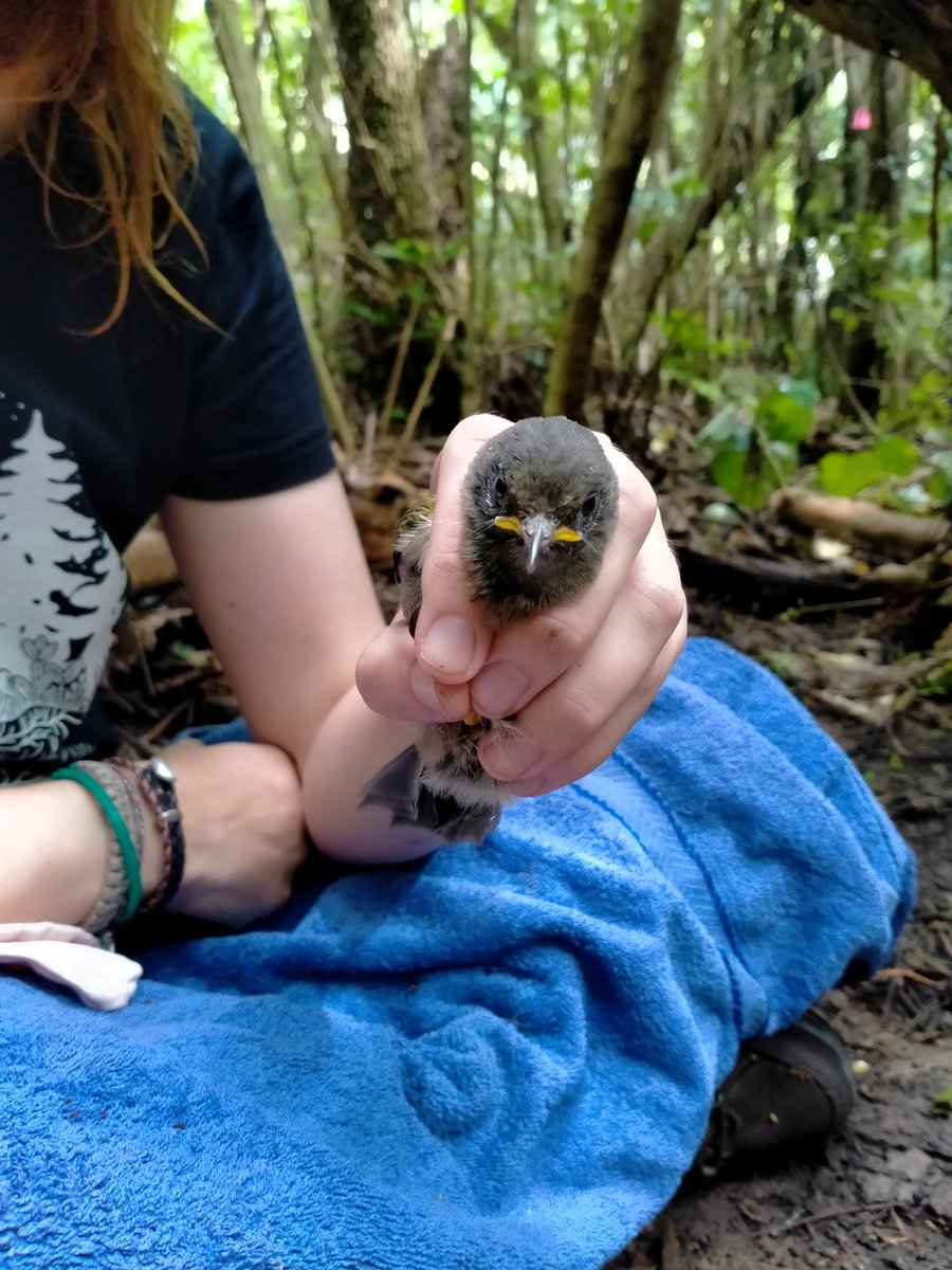 One grumpy faced #hihi chick, getting ready for a unique set of bands to continue #populationmonitoring at the individual level.

#stitchbird #NZbird #conservation #nzconservation #monitoring #conservationmonitoring #wildlife

Birds handled under permit.