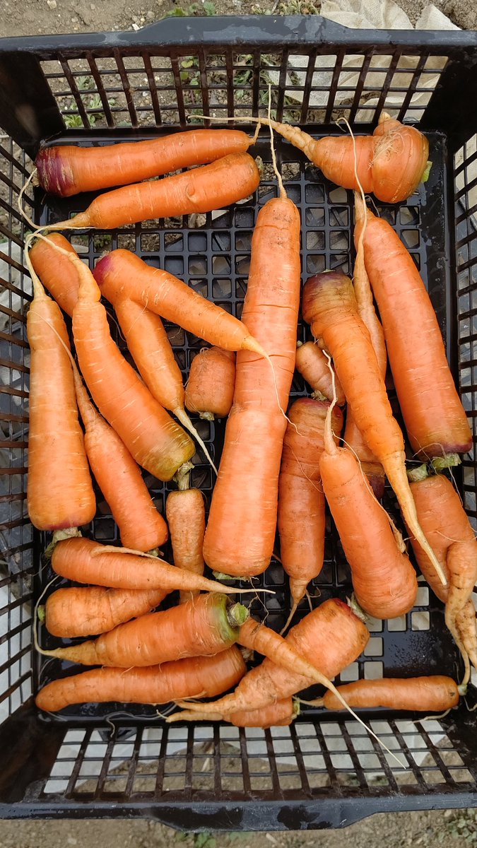 本日の収穫です😊🥕