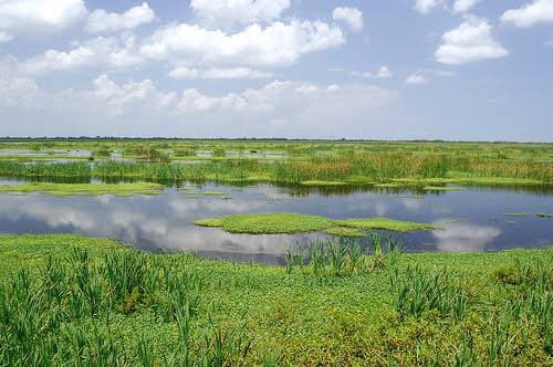 Wetlands continue to provide food ( fish and rice types are also grown in them,) and building materials,  some are grazing areas for cattle. What is there not to be thankful for? Let us protect, and conserve wetlands in Uganda. #WetlandsDay