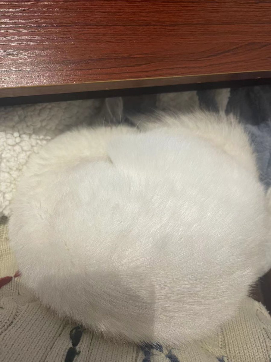fatdogdog's tweet photo. 终于尝试了什么叫持续爆肝工作了🤣连续半个月从早上一直忙到凌晨 每次吃饭都是暴风吸入 最近开始胸闷 该不会猝死吧🤣我还没看ずっと真夜中でいいのに的演唱会呢 撑住别死���吧🤣 https://t.co/wI91WQhpnj