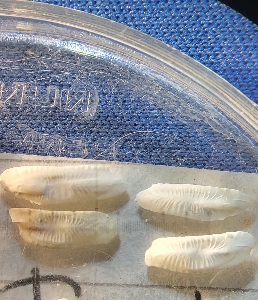Hey Twitterrati, NEED YOU HELP. We have some degraded otoliths from a fish stomach we can't identify. They are found in a marine fish and are 7-10 mm long. You can see them in the picture. Tell what fish they are from and I will tell you what fish species that ate them😉