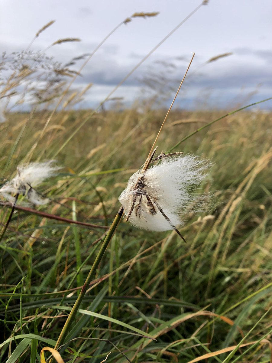 Gleðilegan Alþjóðadag votlendis🥳 Þetta er algjört töfra vistkerfi - verndum það og endurheimtum plís🌱