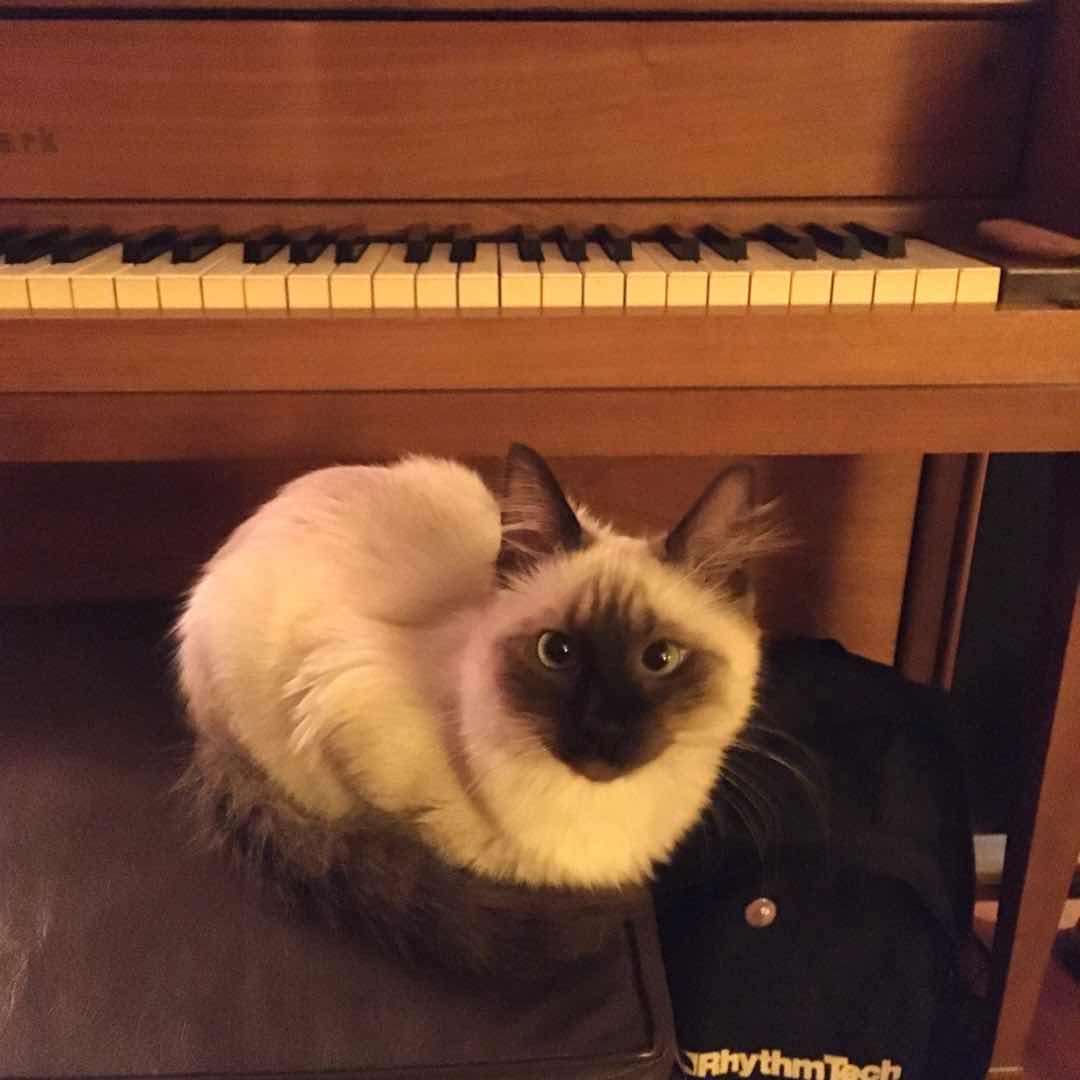 LadyEmusic's tweet photo. Meet Callisto. He's my little co-creation kitty! 

#catsofinstagram #ladyemusic #siamesecat https://t.co/0wuHzZJo3D