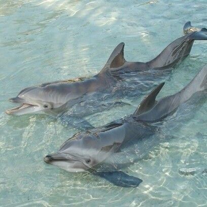 dreamyyarchive's tweet photo. 🐬🌸☀️🐚 https://t.co/vw0EJhiVcu
