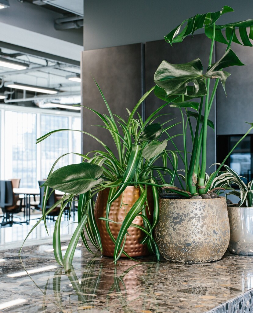 Plant inspiration: Tabletop Plants⁠
⁠
To create a workspace that is comfortable and welcoming, sometimes all it takes are a few simple changes. Tabletop plants add colour, texture and warmth to a space without taking up a large footprint, making them… instagr.am/p/CoJwwjJNdy2/