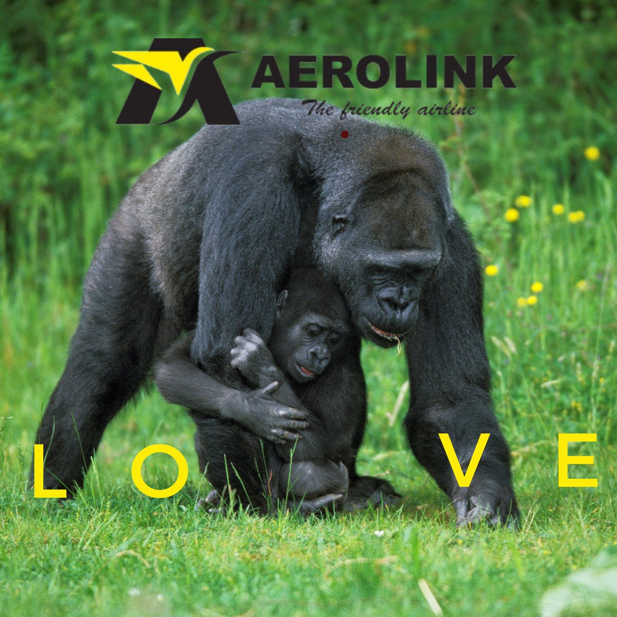 Take off to a world of love this month! ❤️ Book your flights now and explore more reasons to fall in love with #Uganda. #Aerolink #LoveInTheAir #HappyNewMonth #SafariLovesValentines #FlyWithLove #ValentinesInTheAir #LuxuryLoveJourney #TravelWithYourHeart #RomanticGetaways #love