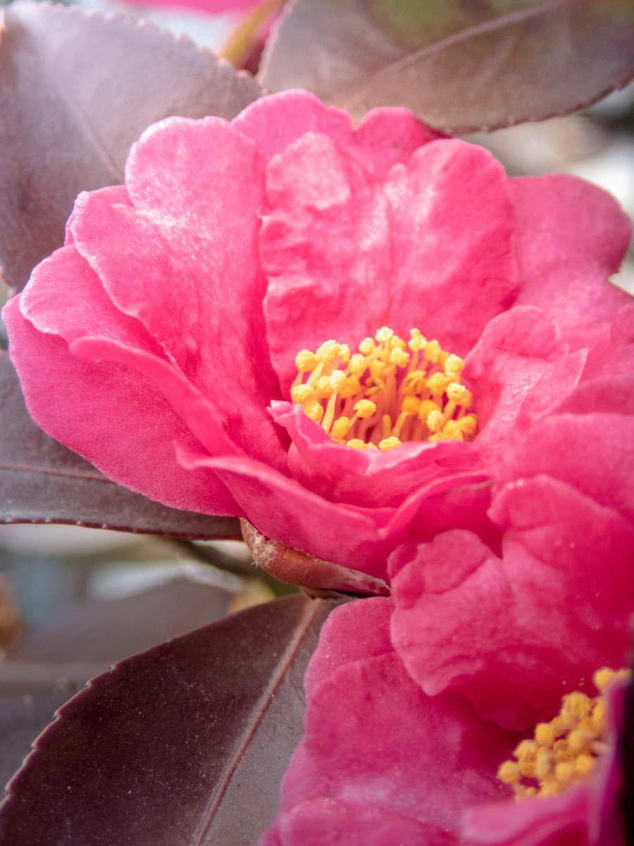 kojinyari's tweet image. 花の撮影用に小さいディフューザーを手に入れたので近所に咲いていたサザンカを撮影

左が直射日光、右がディフューザー
直射日光のほうがいい感じがする…
冬の日差しだとあまり変わらないのかな…？

Olympus　TG-6
#Photoshop
#CameraRAWfilter
#レタッチ