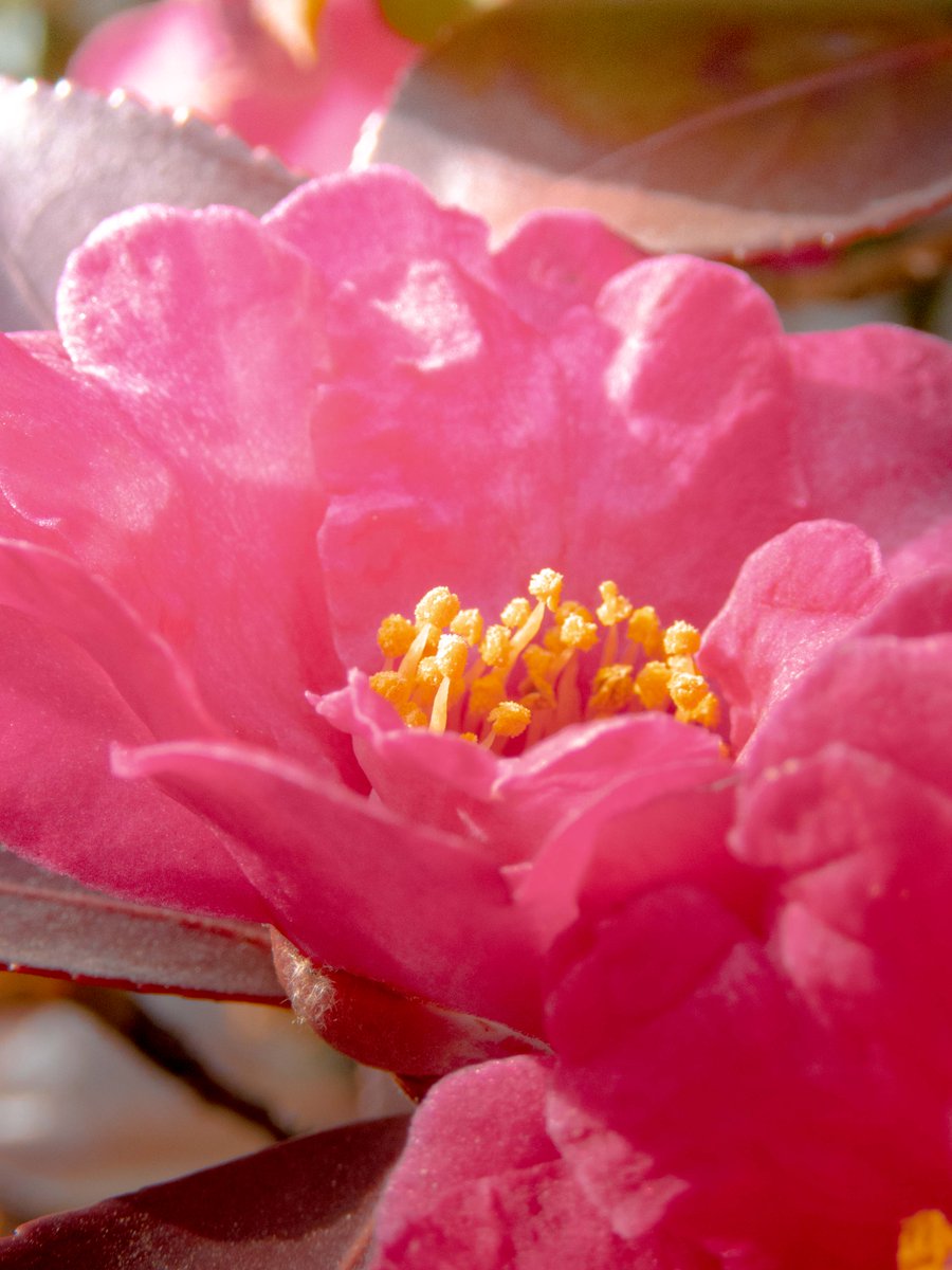 kojinyari's tweet image. 花の撮影用に小さいディフューザーを手に入れたので近所に咲いていたサザンカを撮影

左が直射日光、右がディフューザー
直射日光のほうがいい感じがする…
冬の日差しだとあまり変わらないのかな…？

Olympus　TG-6
#Photoshop
#CameraRAWfilter
#レタッチ