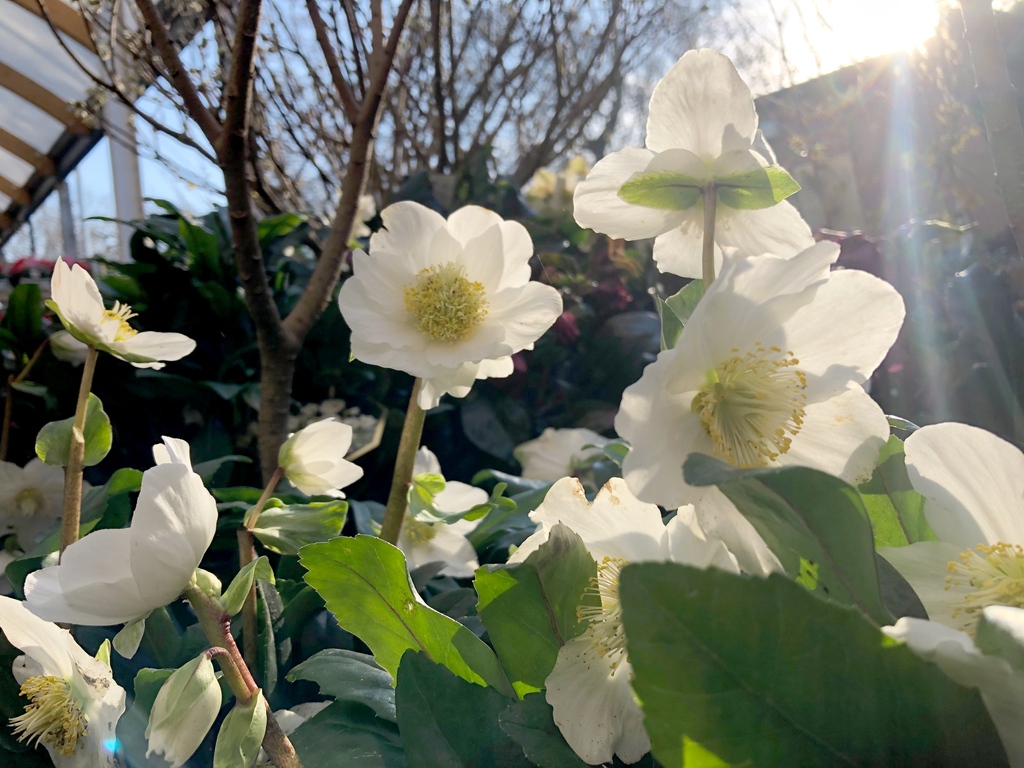 camdengardencen's tweet photo. brighten up the winter mornings with #helleborus #winterwhite & more
#gardencentre #socialenterprise #newseason #happyspring2023 #metime https://t.co/7PFGl7Dhmk
