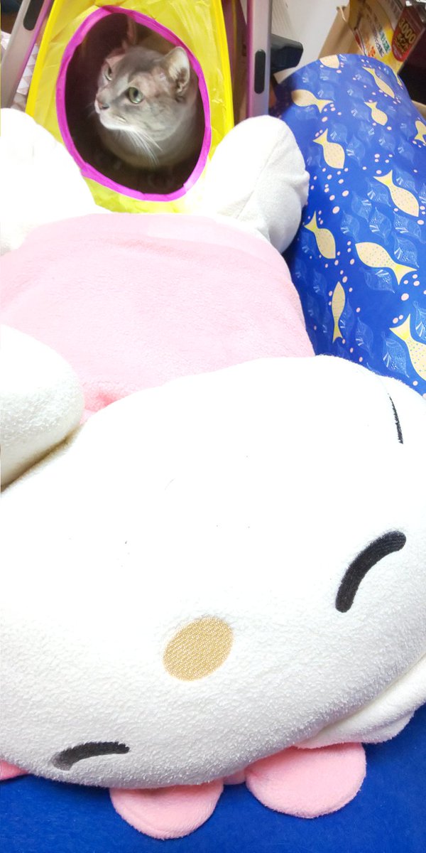 ご無沙汰してにゃす😺
ボク、みりおん。
みにゃさん、お元気かにゃ～😽
今日も寒いにゃ💦
ボクのベッド、独占されて
寒いったらありゃしにゃい😿

#ご無沙汰 
#ベッド
#みりおん 
#猫の居る暮らし 
#猫好きさんとつながりたい 
#猫がいる幸せ