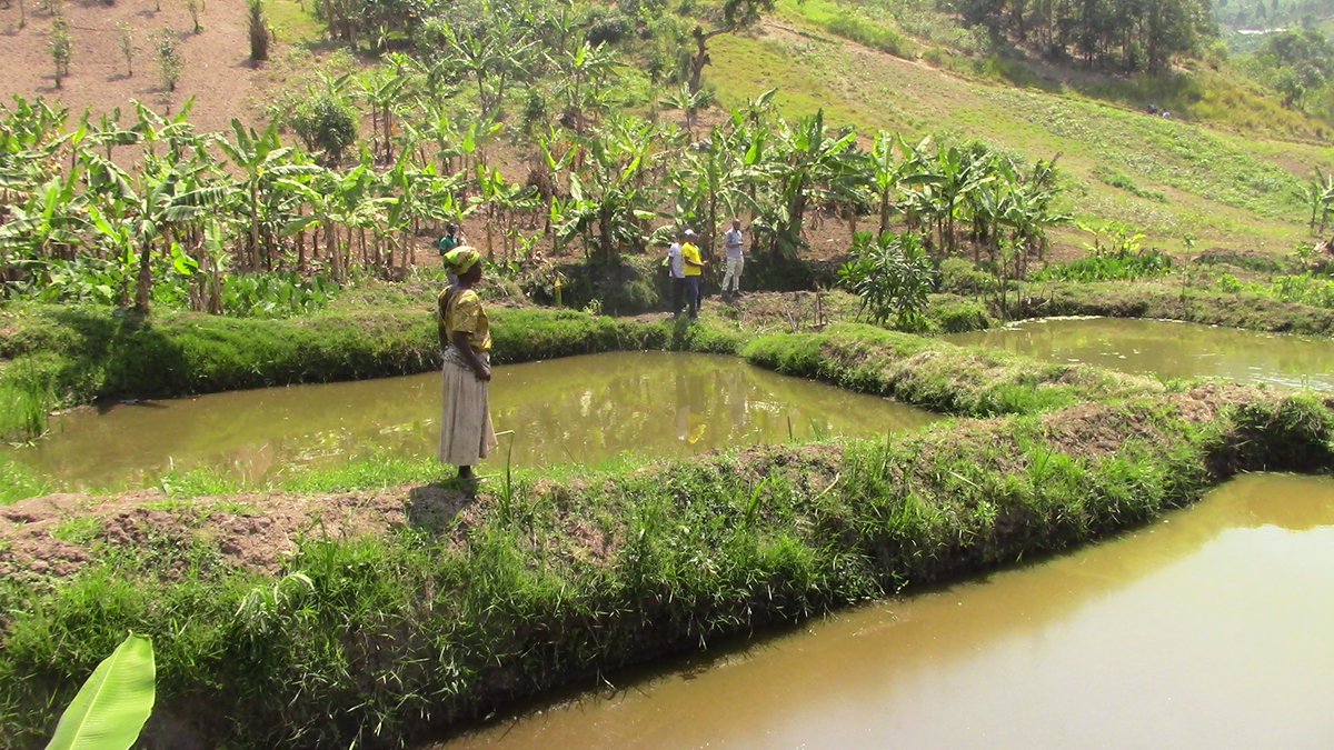 As we celebrate the world wetlands day, we celebrate the efforts of Ihandiro Youth Advocate for nature -IYAN for championing #fishfarming  as an alternative to sugarcane growing in wetlands.
Let's restore and save our wetlands because they play a vital role in climatemodification