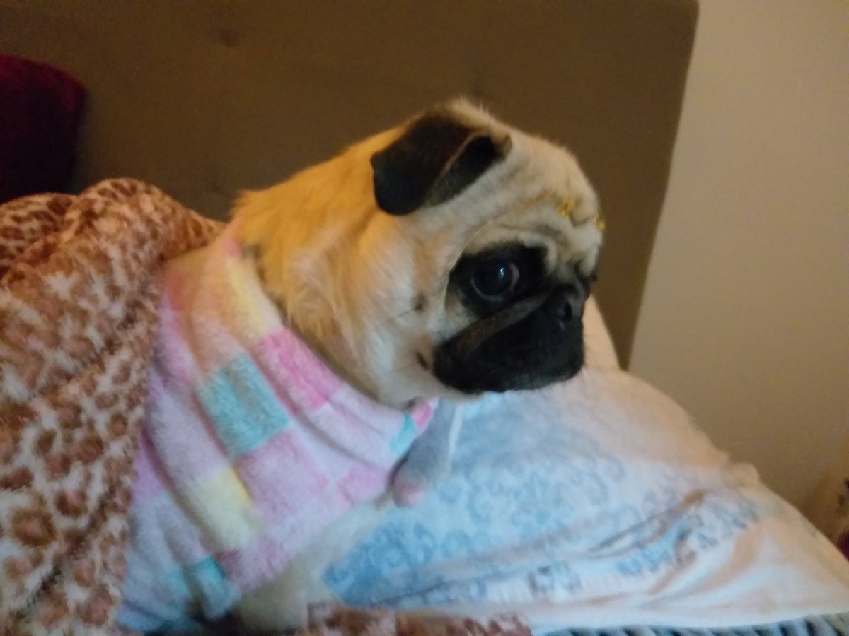 umbreombr's tweet photo. @LilahSturges My sister dog Zoe and her big eyes that pierce your soul https://t.co/tS3M6o6i4I