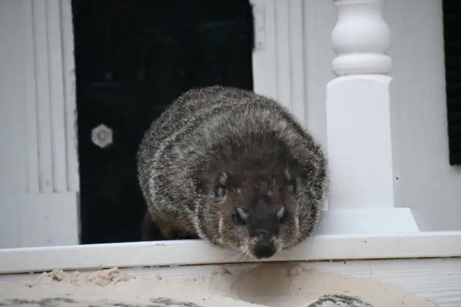 AnthonyMKreis's tweet photo. Today’s your annual reminder that Georgia has a groundhog named General Beauregard Lee who comes out of a plantation house that should’ve been burned to the ground by Punxsutawney Phil on his March to the Sea… but here we are. He’s not to be trusted. https://t.co/6YPlr3uKR7