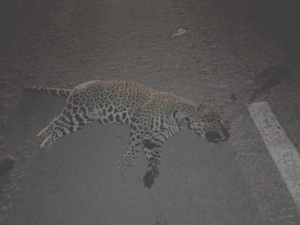 codigo9noticias's tweet photo. 😩Atropellan a #Jaguar 🐆cerca del hotel #Nickelodeon #RivieraMaya  tome precauciones.

#PlayaDelCarmen https://t.co/rUsY0PrTcJ