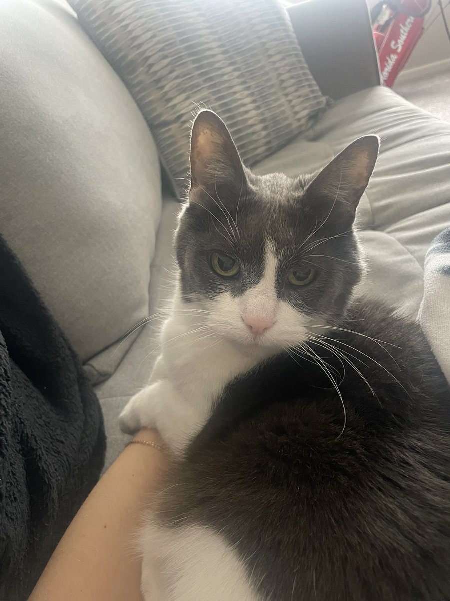 cindynaman's tweet photo. Happy 21st birthday to Oreo! Love u more than most humans ❤️ https://t.co/TpHoIUcFZ0
