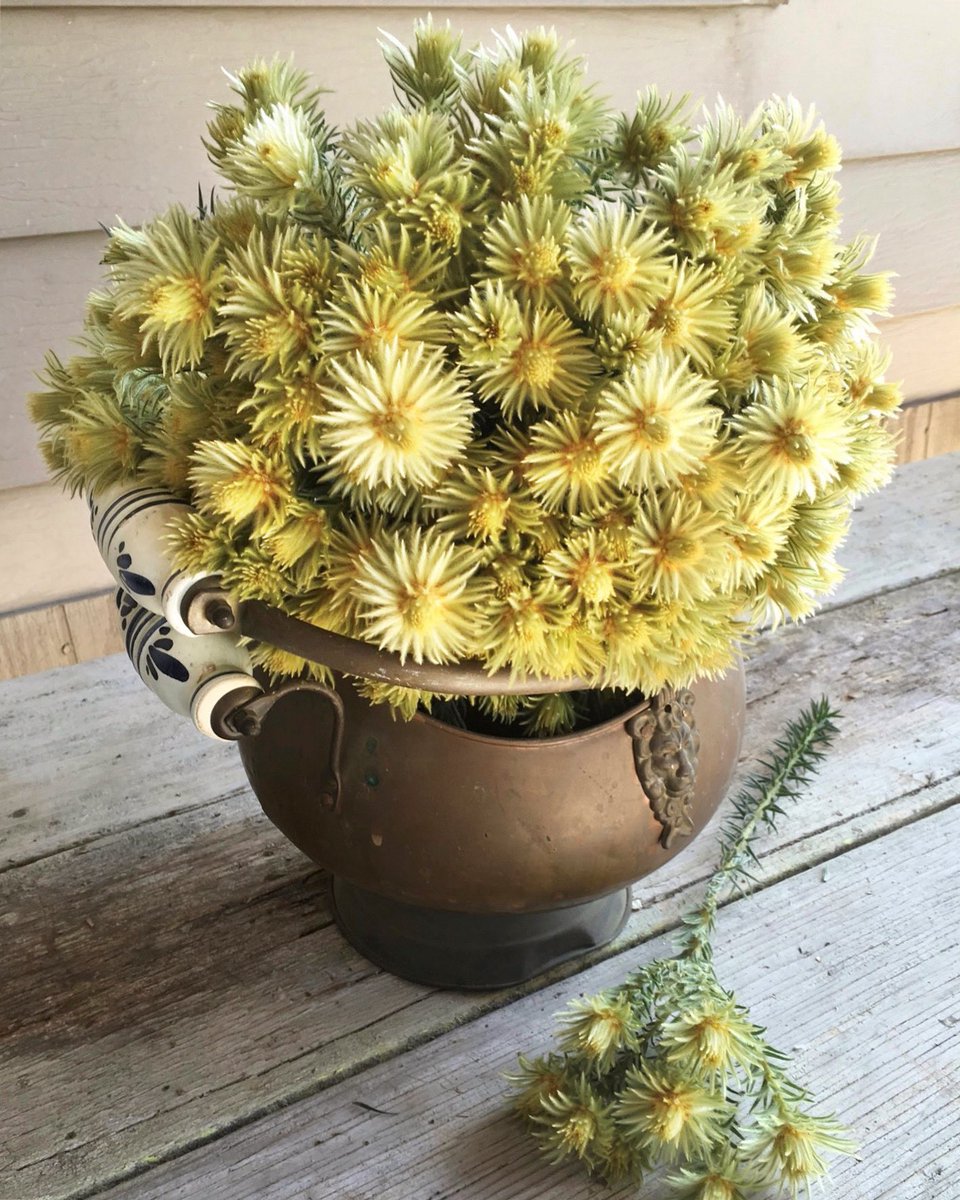 DianaR_Resendiz's tweet photo. #Phylica Pubescens or #Featherhead. The name Pubescens refers to the short hairs on the leaves & stems of this wonderful #plant which at sunrise & sunset seems to gather sunlight + even glow. The common name Featherhead refers to the slightly cinnamon scented #flowers. 🌼🌞🌼
. https://t.co/27v5tTwlqc