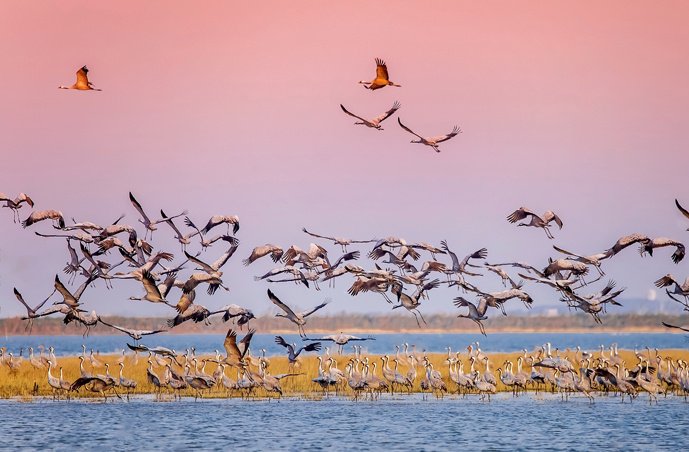 Like #groundhogs, #migratorybirds of #Nanchang are also sensitive in the transitional days between winter and spring. They are forecasters of the weather. Have you seen a groundhog or a migratory bird lately? #GroundhogDay