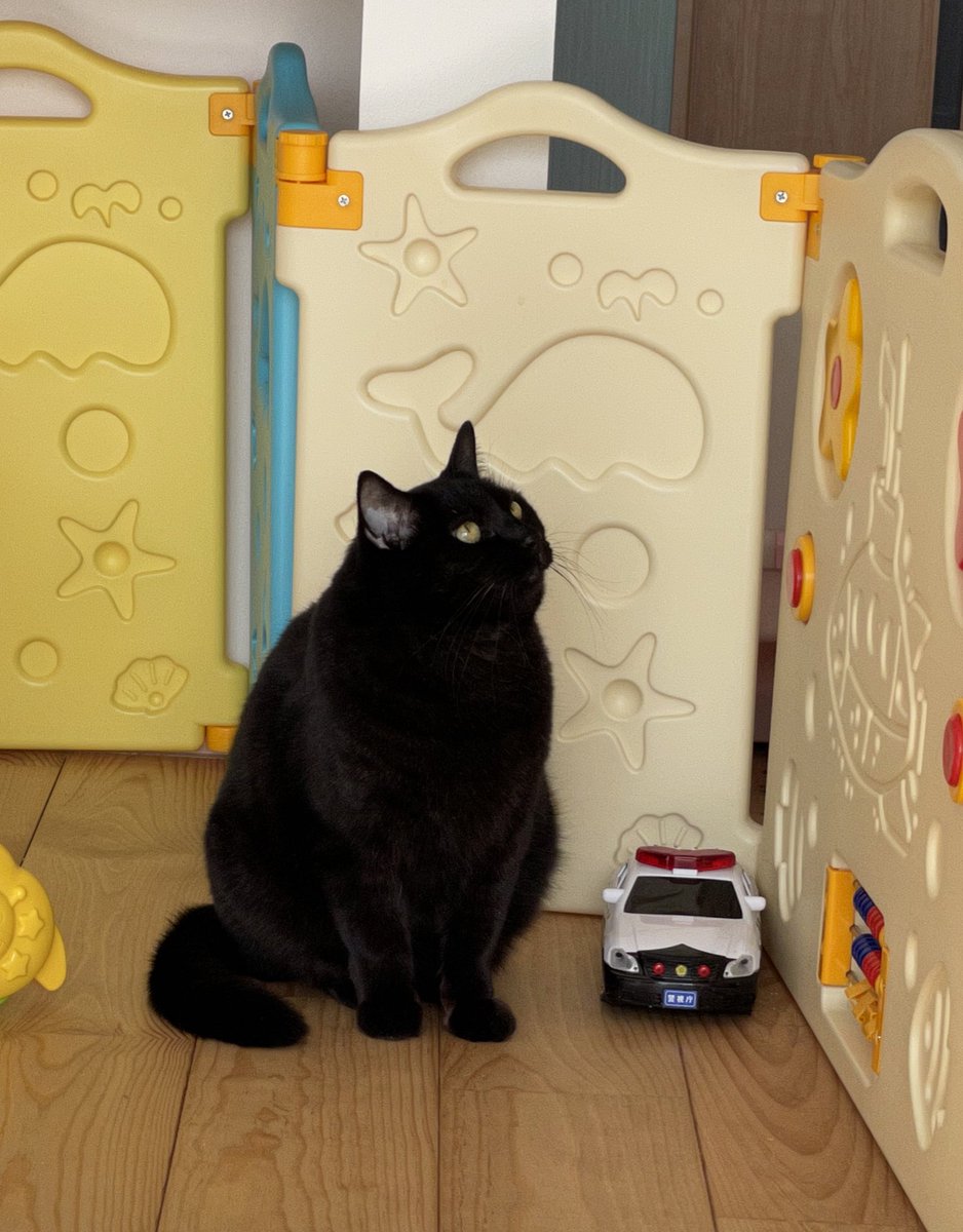 naco_chaan's tweet photo. 【拡散希望】
1/28 飼い猫が逃げてしまいました
旦那が帰省で連れていき、自分たちで探すことができません
義家族から未だに見つからないと知らせを受けてます
場所は神栖市深芝です
室内飼いで首輪をしていません
真っ黒な猫をどこかで見かけませんでしたか？
情報お待ちしています

#迷子猫 #迷い猫 https://t.co/Wb7DpO3OI6