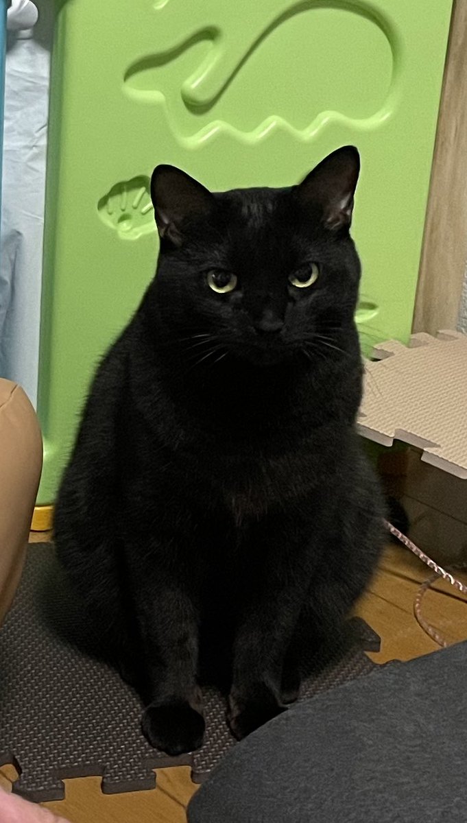 naco_chaan's tweet photo. 【拡散希望】
1/28 飼い猫が逃げてしまいました
旦那が帰省で連れていき、自分たちで探すことができません
義家族から未だに見つからないと知らせを受けてます
場所は神栖市深芝です
室内飼いで首輪をしていません
真っ黒な猫をどこかで見かけませんでしたか？
情報お待ちしています

#迷子猫 #迷い猫 https://t.co/Wb7DpO3OI6