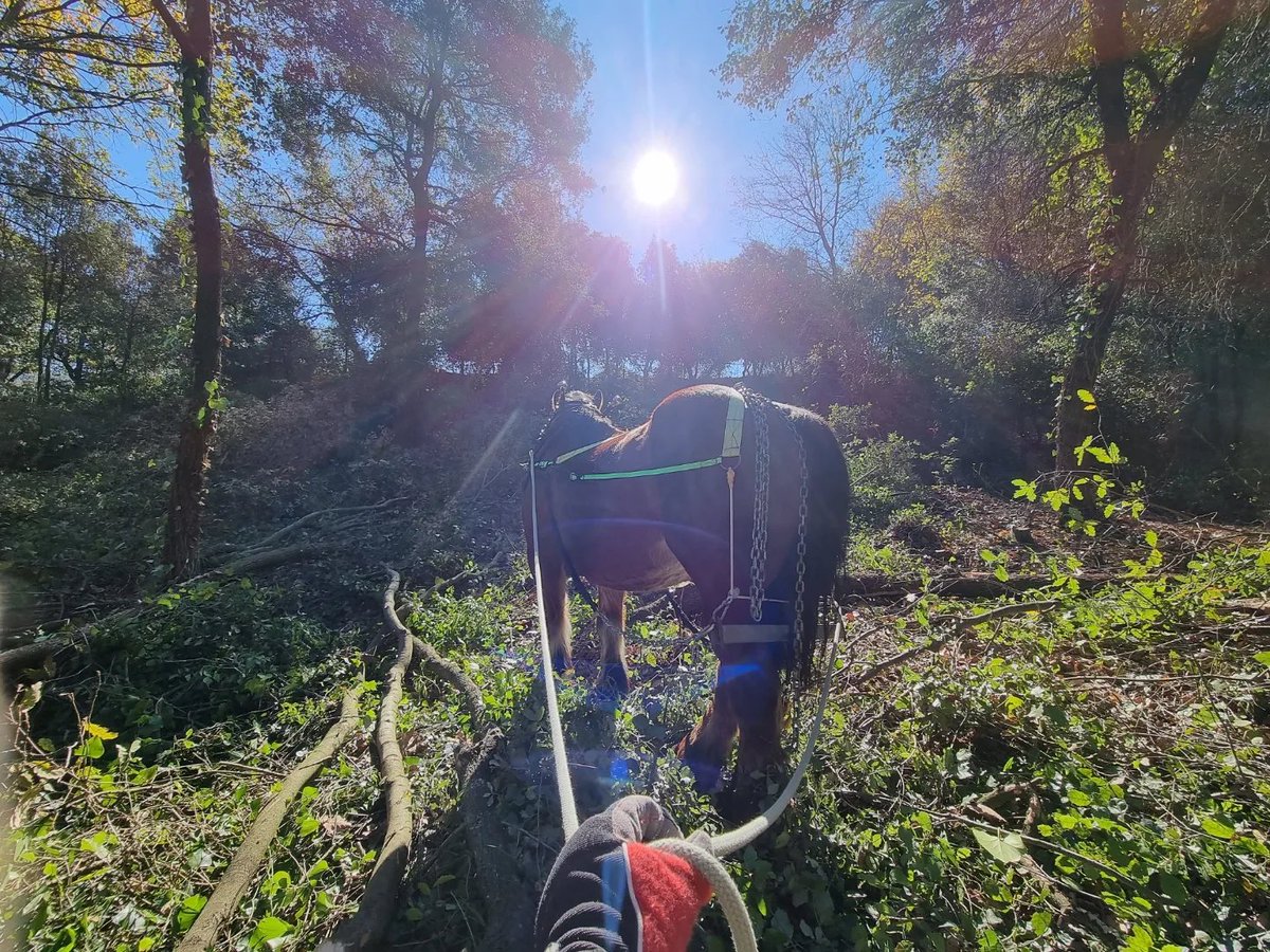 Continuem les feines a bosc amb la Cuca 🥰

#traccioanimal #bosc #sensepetroli #emergenciaclimatica