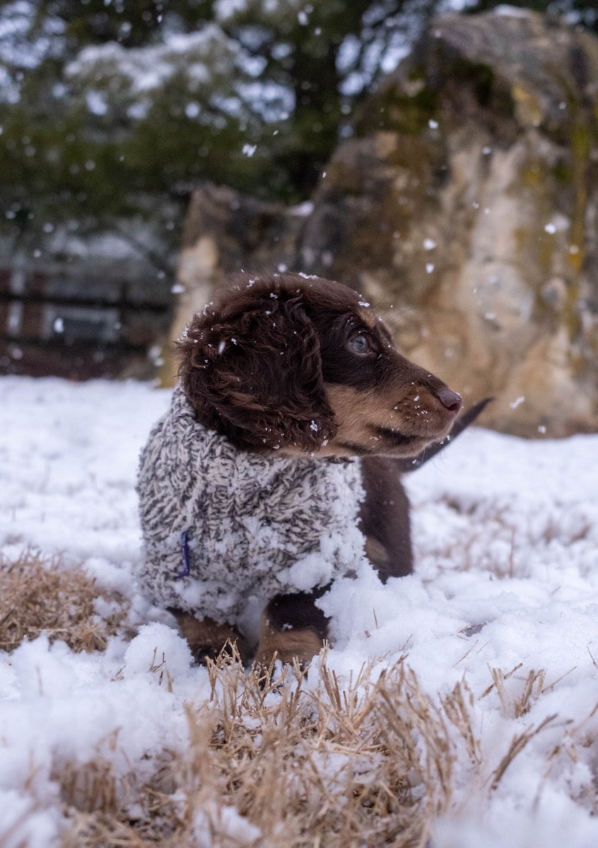 USAGibbons's tweet photo. Meet Reggie https://t.co/KuDVHgEeYi