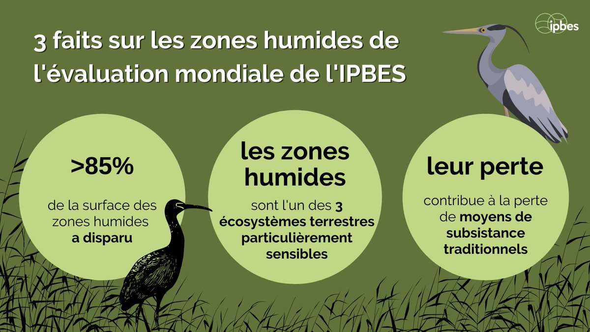 IPBES en français (@ipbesfr) on Twitter photo Joyeuse Journée Mondiale des #ZonesHumides!
Les zones humides sont l'un des écosystèmes les + importants #PourLaNature & l'homme :
⛈️Elles aident à limiter le #ChangementClimatique
🦆 Elles abritent 40% de la #biodiversité mondiale
💧Elles procurent de l'eau propre
—<a href="/RamsarConv/">Convention on Wetlands</a> Joyeuse Journée Mondiale des #ZonesHumides!
Les zones humides sont l'un des écosystèmes les + importants #PourLaNature & l'homme :
⛈️Elles aident à limiter le #ChangementClimatique
🦆 Elles abritent 40% de la #biodiversité mondiale
💧Elles procurent de l'eau propre
—<a href="/RamsarConv/">Convention on Wetlands</a>