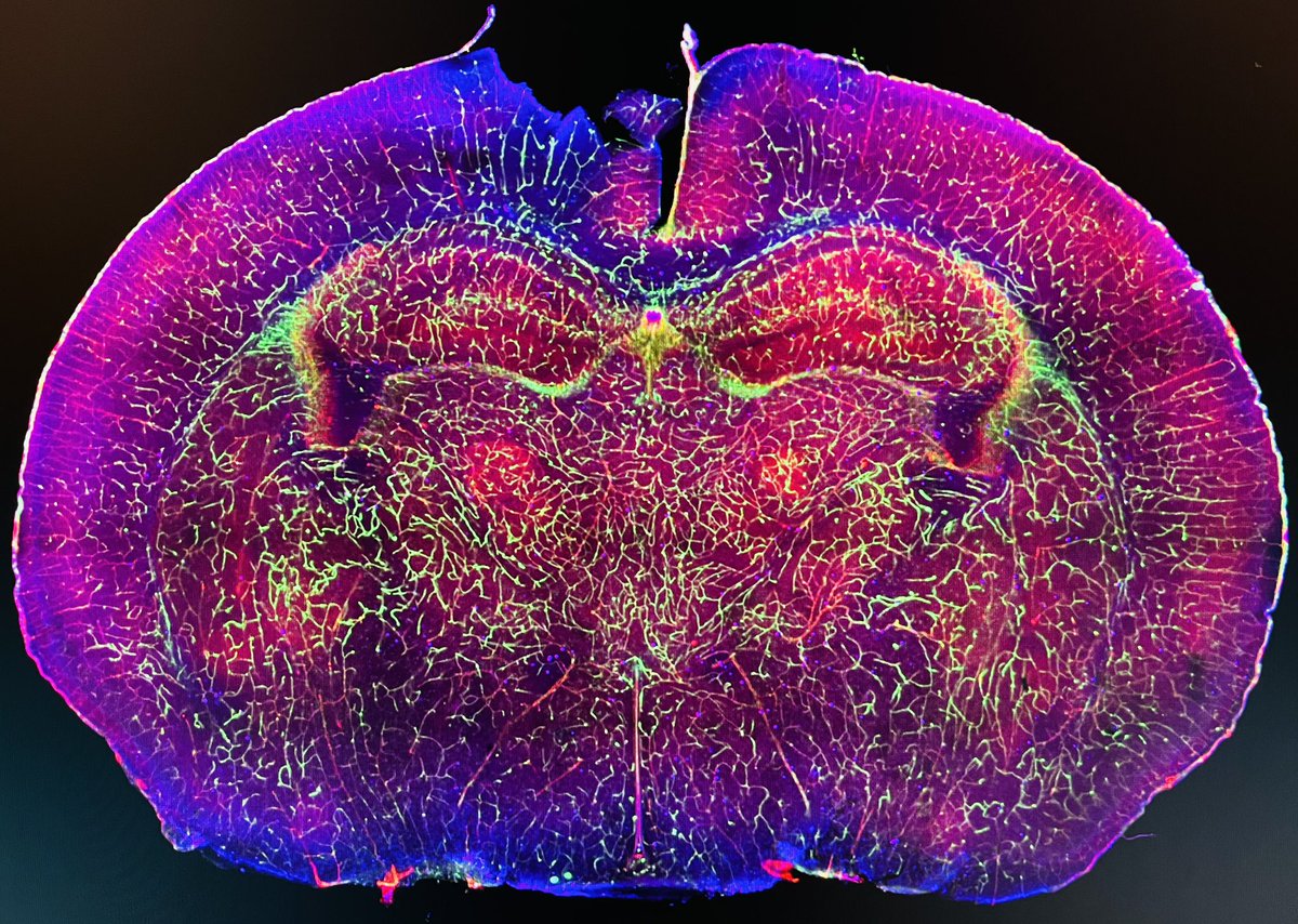 vion anne-clemence tweet media