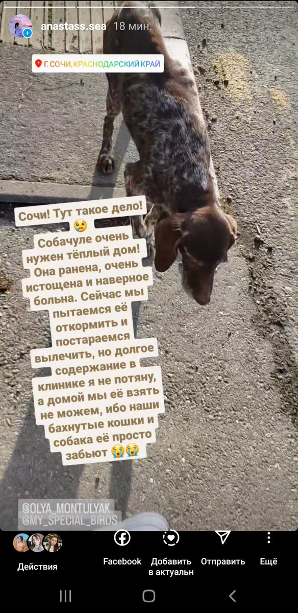 im_the_universe's tweet photo. Сочи! 
Собаченьке очень нужен тёплый дом! Она ранена и истощена, мы постараемся её откормить и вылечить. Но скоро холода, а моя собака её сожрёт, если я приведу домой 😭😭 
Поретвитьте, пожалуйста! 
@bardulya @veterinastya @mashawannasay @eleonora_aleks @AnastasiaFrost @AlyonaLyo https://t.co/GTzl8fOvhK