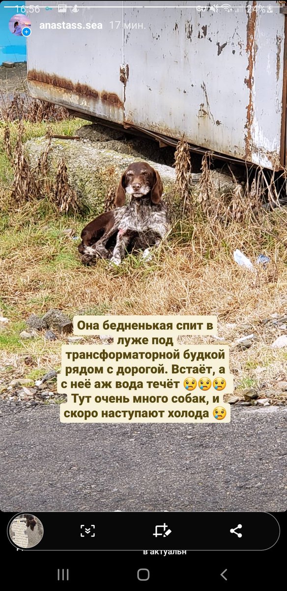 im_the_universe's tweet photo. Сочи! 
Собаченьке очень нужен тёплый дом! Она ранена и истощена, мы постараемся её откормить и вылечить. Но скоро холода, а моя собака её сожрёт, если я приведу домой 😭😭 
Поретвитьте, пожалуйста! 
@bardulya @veterinastya @mashawannasay @eleonora_aleks @AnastasiaFrost @AlyonaLyo https://t.co/GTzl8fOvhK