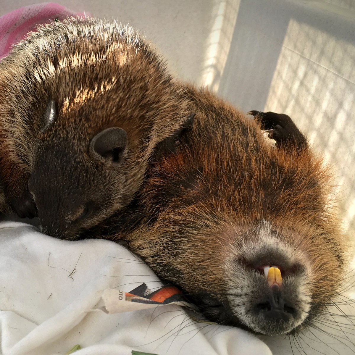 It's #GroundhogDay, but where are all the groundhogs? They’re still deep in hibernation!😴
Contrary to popular belief, groundhogs can’t predict when spring will arrive. Disturbing these timid animals causes unnecessary stress so it’s important not to disrupt their slumber.🤫