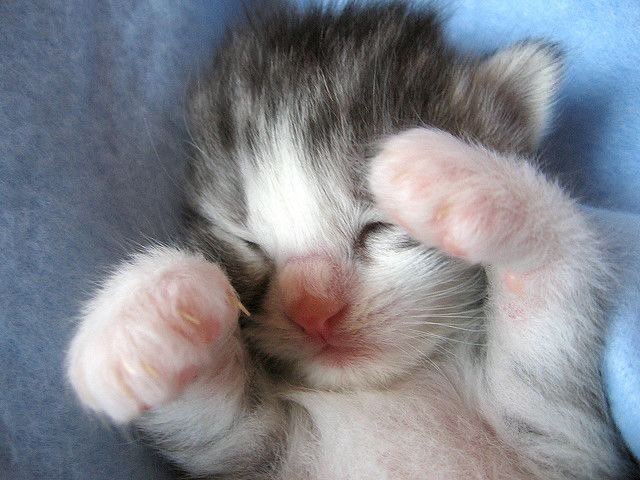 nippicat's tweet photo. looking at kitten photos on pinterest >>>>>> therapy https://t.co/eIqcXq17Xy