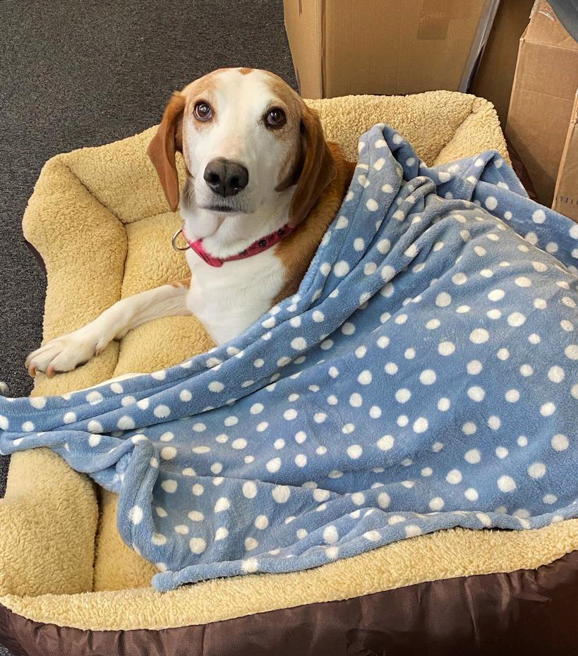 ThePDGroupUK's tweet photo. #nationalbrowndogday (yes, it's a thing) is the perfect day to introduce you to Sonny our adopted office dog. Some have argued he's white and tan, but we'll take that as brown for today!

#officedog #thepdgroup #creativeagency #hampshirebusiness #graphicdesign #hampshire https://t.co/nyPNACMjLK