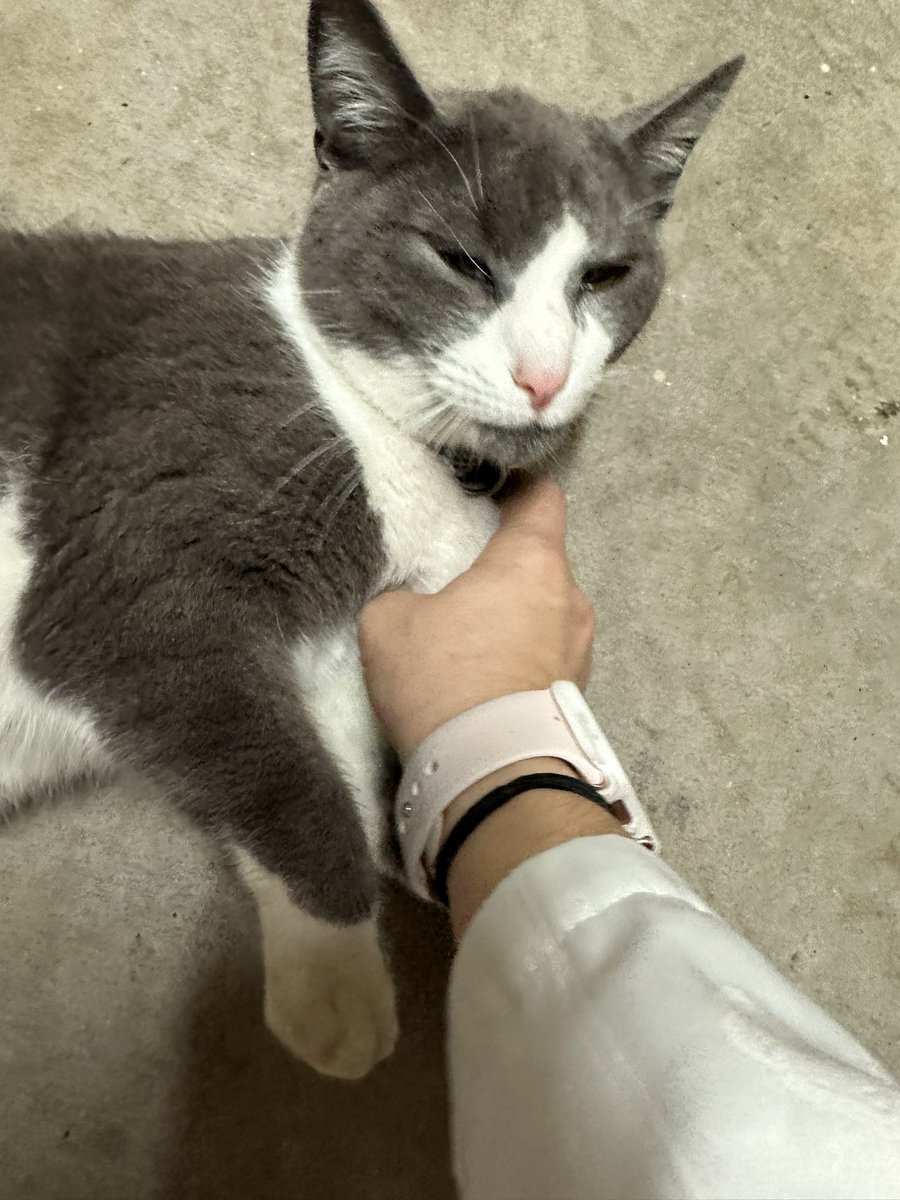 TurdMother's tweet photo. Wild lover. He came in for some food and some lovins, and then away he went. #MrSprinkles #LoveEmAndLeaveEm #KittyTurd https://t.co/05LNacitAW