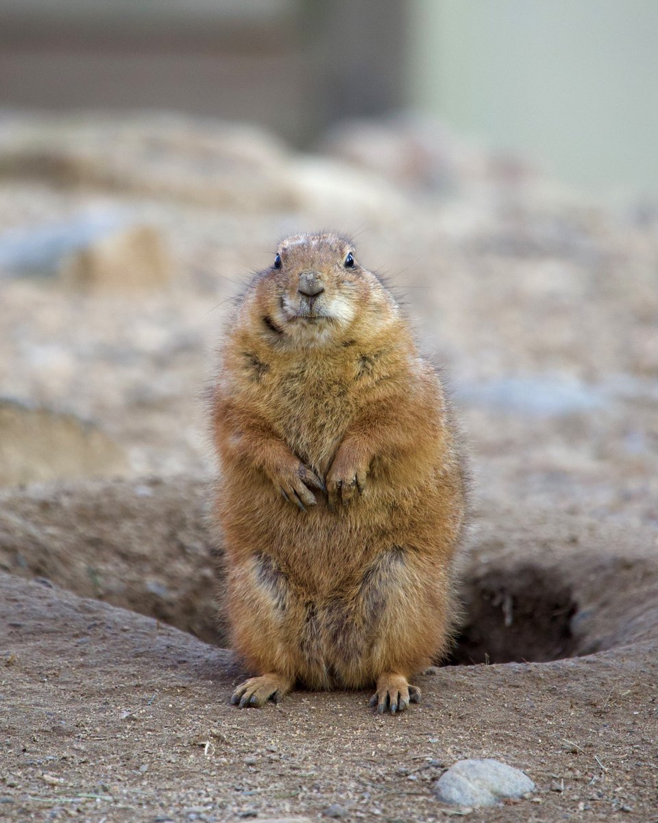CTBZoo's tweet photo. Beardsley Bart, the Prognosticating Prairie Dog, predicts an early spring for Connecticut! #groundhogday #prognosticating https://t.co/qMJk70VhG6