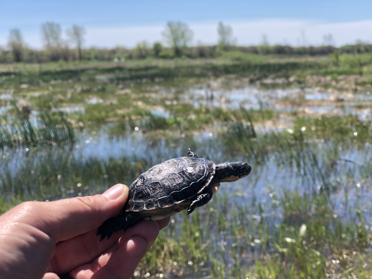 Callie Klatt Golba, PhD tweet media