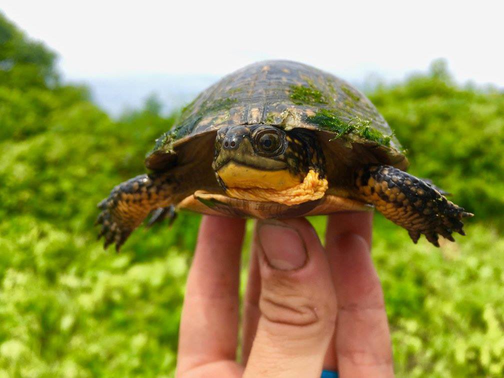 Callie Klatt Golba, PhD tweet media