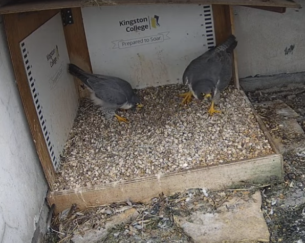 I think this is a good start... #PeregrineFalcon #Raptors