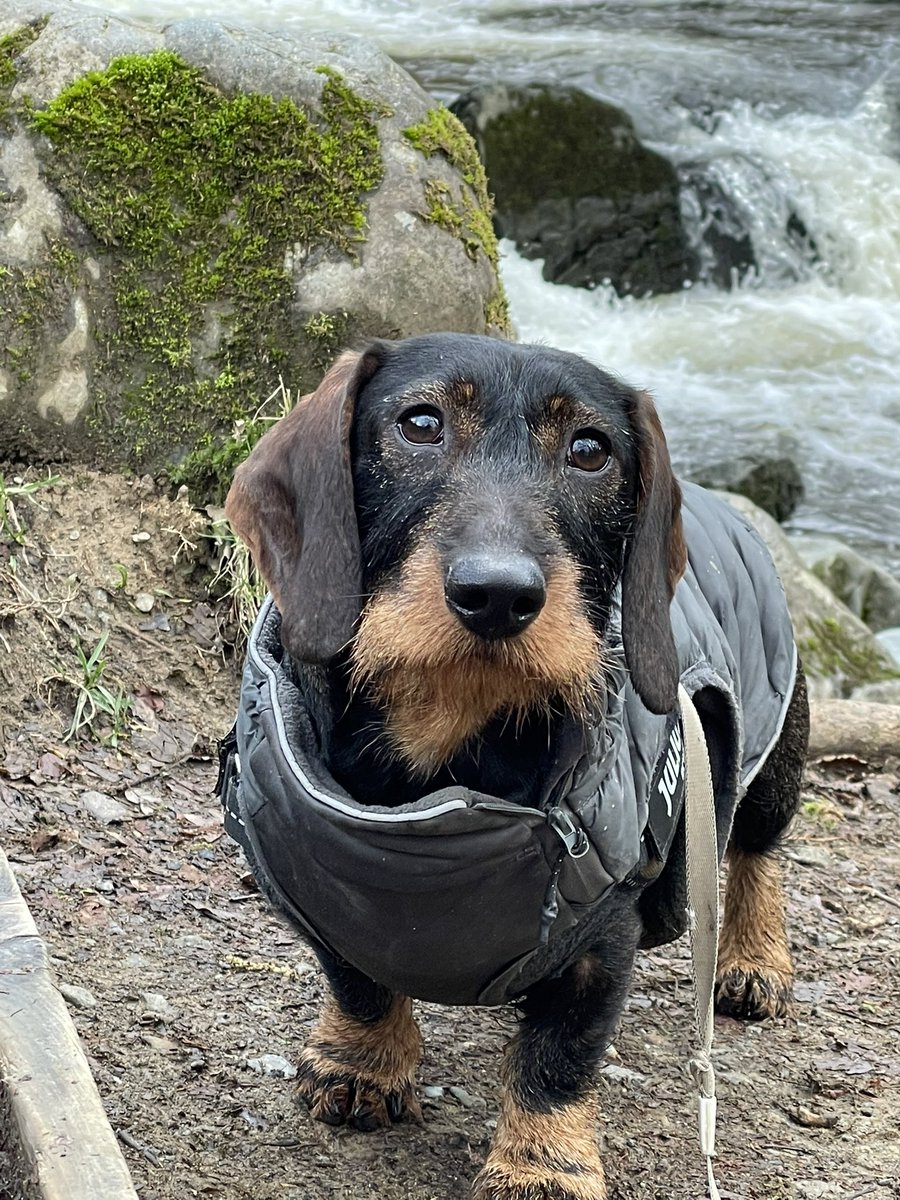 DachshundMaster's tweet photo. Do you remember when you joined Twitter? I do! #MyTwitterAnniversary #ThrowbackThursday #dachshund https://t.co/9rWuHYOcIQ