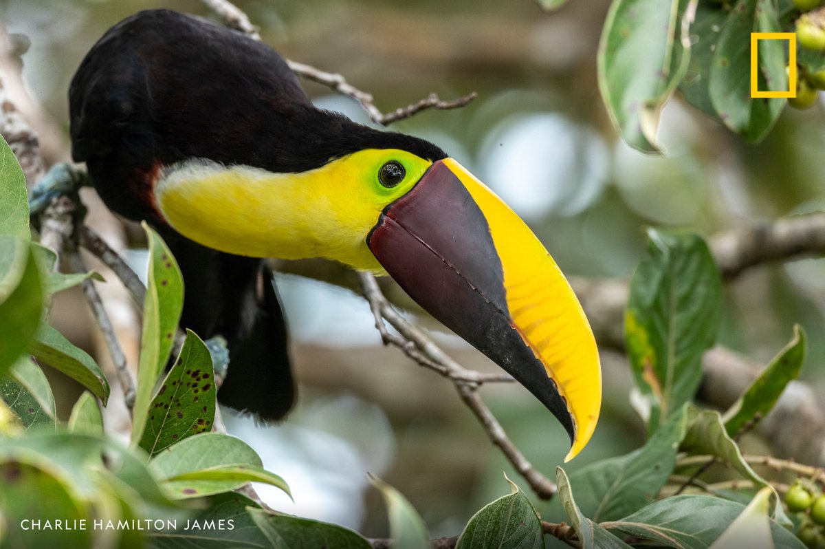 A yellow-throated toucan feeds on a wild almond tree in Costa Rica.