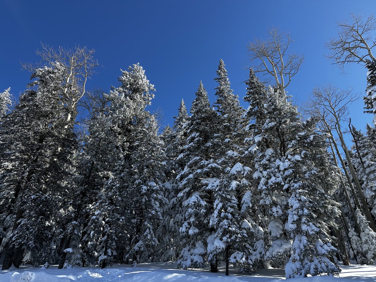 TimesWilderness's tweet photo. Is there anything more beautiful than fresh powder on pine trees?

#snowtrees #snow #naturesbeauty https://t.co/W6Dkl1BB8i