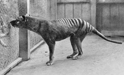 A WARNING to my mixer friends: Be on the lookout for the Thylacine. The Thylacine is a mixing client who will get a dozen mixers to mix his record while not intending to pay for any of it. A Thylacine is also a large extinct dead dog from Tasmania. #tirekicker #bewarethethylacine