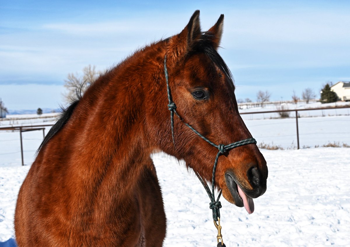 Punxsutawney Phil saw his shadow this morning, which allegedly means we have six more weeks of winter. Cinco isn't a fan of the groundhog's prediction. Are you?

#GroundhogDay