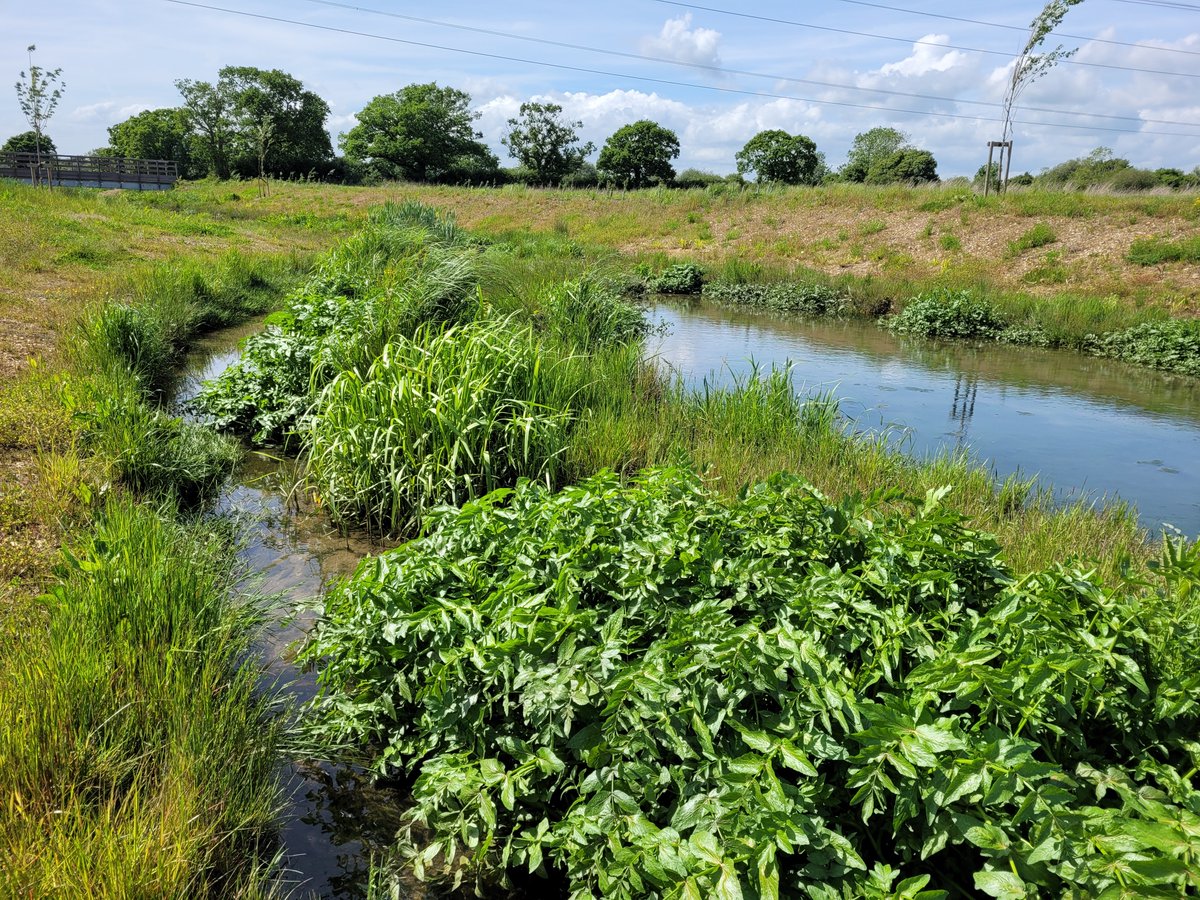AllenPyke's tweet photo. For #WorldWetlandsDay we are looking back at some of our successful wetland creation and restoration projects in Hampshire, Bucks and Berks. We love working on projects where the importance of wetland habitats, for both wildlife and people, is recognised. 
https://t.co/evlymsbIqx https://t.co/rQg4wCv4XL