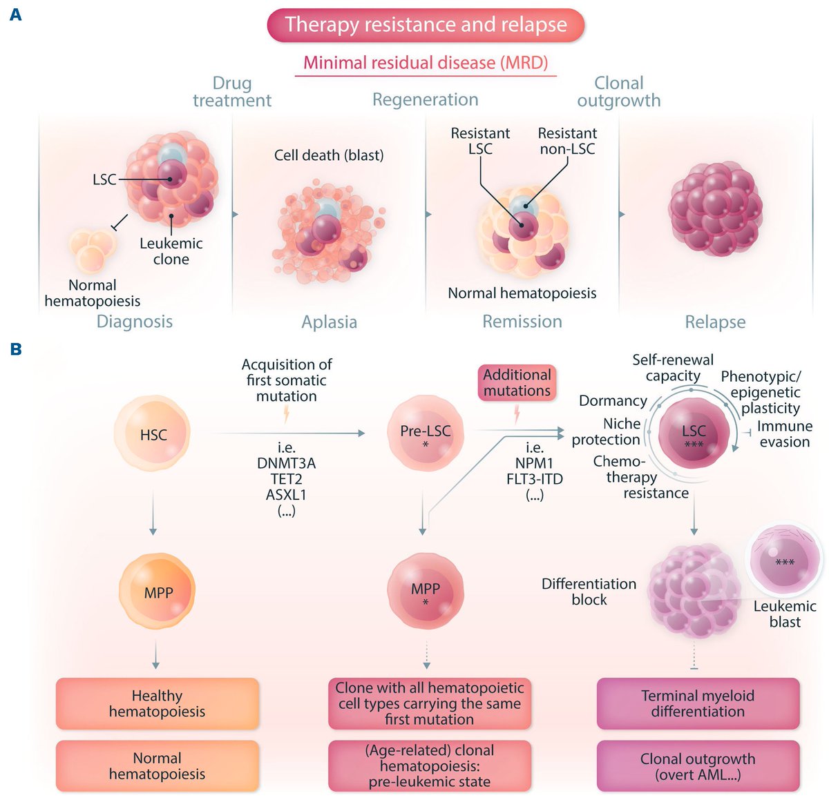 In this issue of Haematologica, within a review series on #AcuteMyeloidLeukemia, Stelmach and Trumpp discusses leukemic stem cell biology and associated resistance mechanisms.