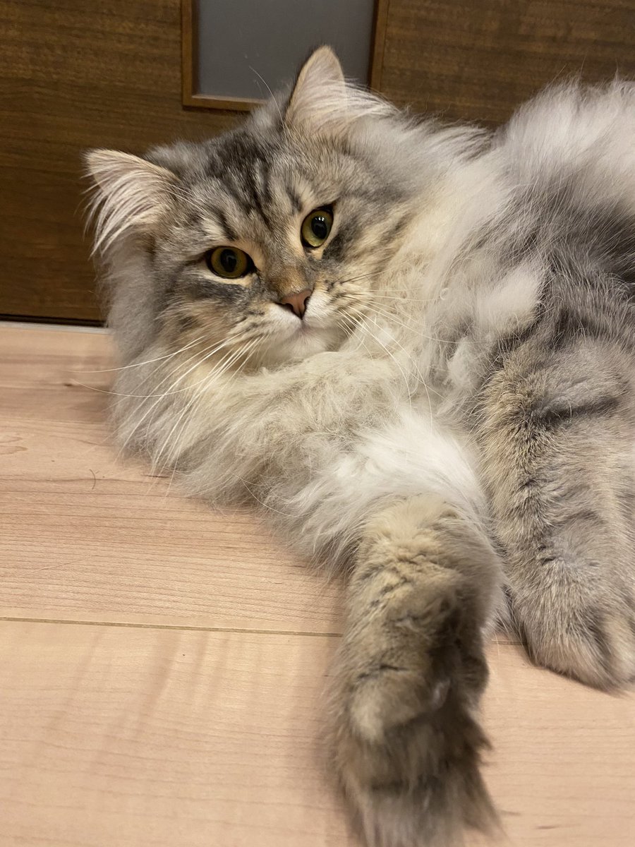 denden_1202's tweet photo. はぁ🥺今日も可愛い🥹💕

#猫　
#猫好きさんと繋がりたい
#猫のいる暮らし
#猫のいる生活
#ねこ
#サイベリアン https://t.co/SWn10vf9z3