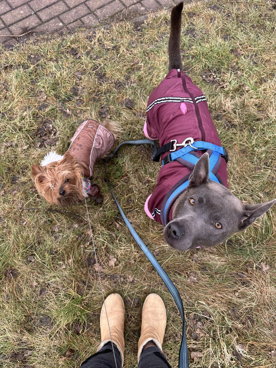 RZolotun's tweet photo. GM, dear #TwitterWorld !  I’m walking my 10000 steps. But from today without small Simona. She is little bit older for this kind of walking.
#dog #everydaysteps #10000steps https://t.co/esYpAvy7LX