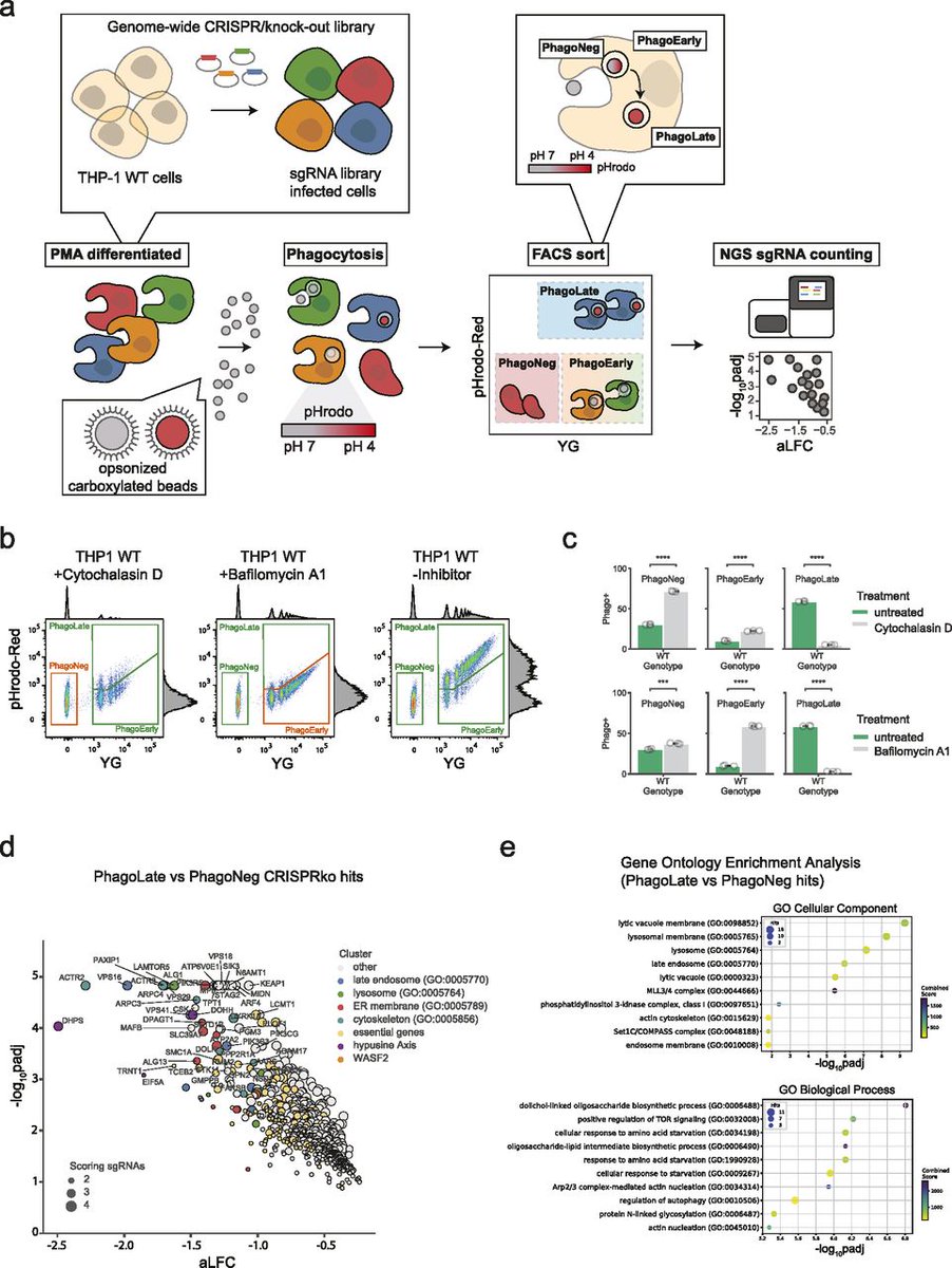 LifeScienceAlliance (@lsajournal) on Twitter photo A paper from <a href="/cemm_news/">CeMM</a> <a href="/gsf_lab/">Superti-Furga Lab</a> <a href="/PEssletzbichler/">Patrick Essletzbichler</a> <a href="/giuliosf/">Giulio Superti-Furga</a> uses genome-wide FACS based reporter screening to generate a broad view of the molecular network regulating phagocytosis in human cells.
life-science-alliance.org/content/6/4/e2… A paper from <a href="/cemm_news/">CeMM</a> <a href="/gsf_lab/">Superti-Furga Lab</a> <a href="/PEssletzbichler/">Patrick Essletzbichler</a> <a href="/giuliosf/">Giulio Superti-Furga</a> uses genome-wide FACS based reporter screening to generate a broad view of the molecular network regulating phagocytosis in human cells.
life-science-alliance.org/content/6/4/e2…