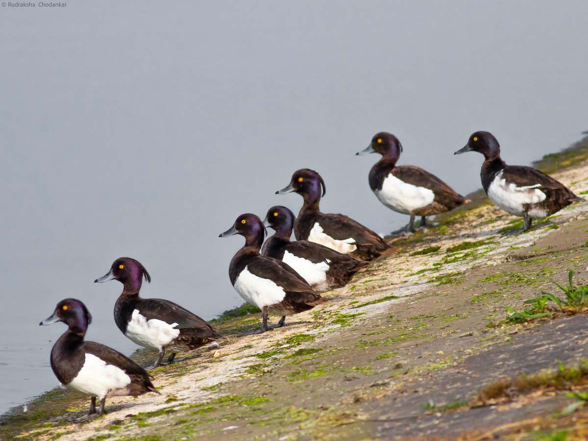 Tufted ducks for #WorldWetlandsDay 🎉from Walthamstow Wetlands @E17Wetlands @WildLondon @WeLoveE17Marsh #forwetlands @WetlandsInt @ThePhotoHour @CanonUKandIE @Natures_Voice #BBCWildlifePOTD #BirdsOfTwitter