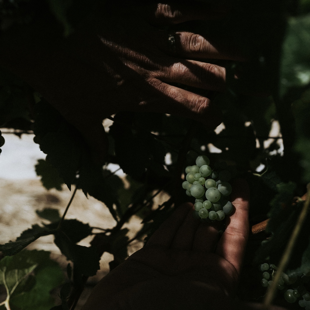 McHenryHohnen's tweet photo. It’s an exciting time of the year, with the beginning of harvest 2023 only a few weeks away. https://t.co/TKwnlFhsm0