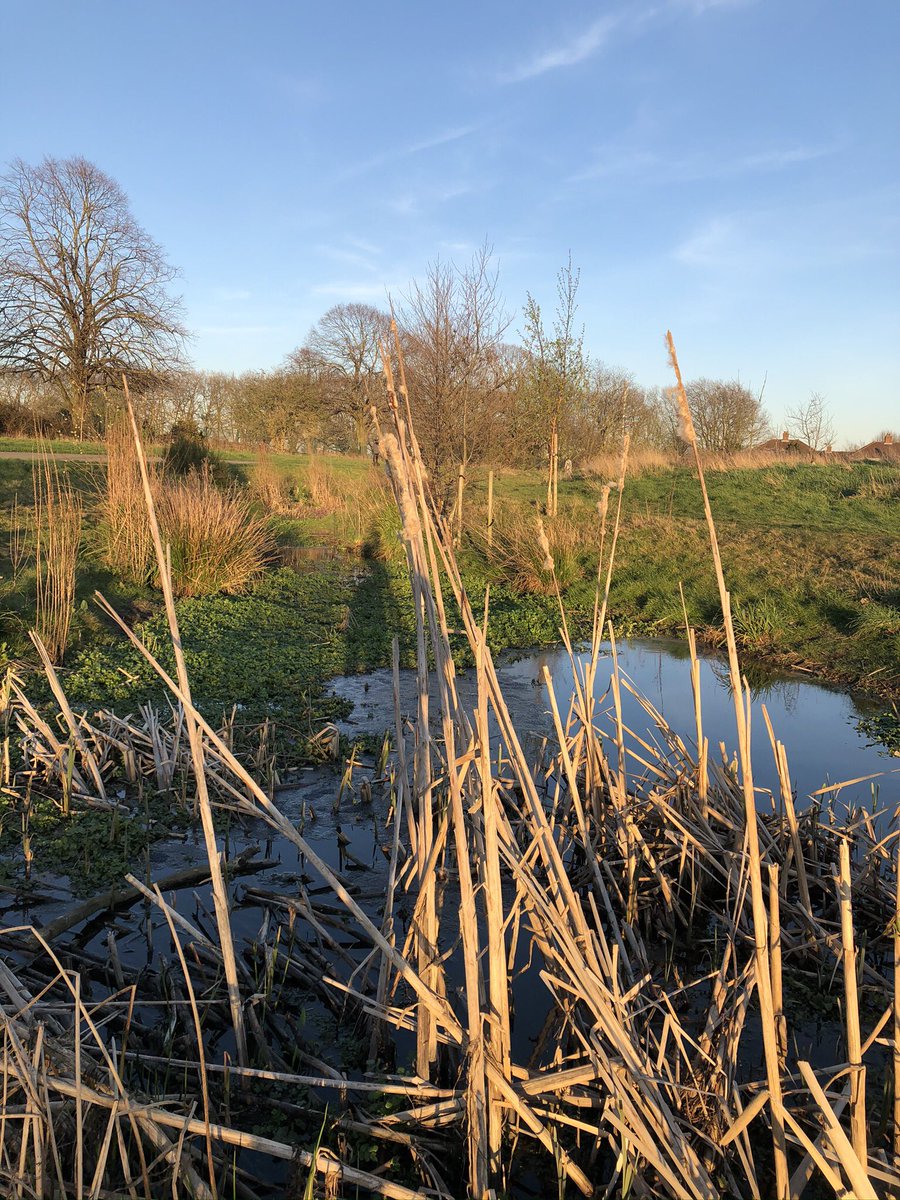 HettieMermaid's tweet photo. #WorldWetlandsDay 
Wetlands are incredible ecosystems, able to filter water, store carbon and support 40% of the world’s species!
But over the past 300 years, over 85% of the planet’s wetlands have been lost.
@FirsFarm in my home town have been working to restore our wetlands! 💚 https://t.co/QmSztDBizd